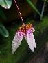  (Bulbophyllum flabellum-veneris - ORDNA00551)  @11 [ ] Copyright (2019) Unspecified Atlanta Botanical Garden
