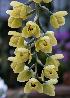  (Acineta mireyae - ORDNA00626)  @11 [ ] Copyright (2019) Unspecified Atlanta Botanical Garden