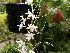  (Aerangis articulata - ORDNA00641)  @11 [ ] Copyright (2019) Unspecified Atlanta Botanical Garden