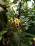  (Maxillaria lepidota - ORDNA00180)  @11 [ ] Copyright (2019) Unspecified Atlanta Botanical Garden