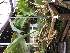  (Stanhopea nigripes - ORDNA00592)  @11 [ ] Copyright (2019) Unspecified Atlanta Botanical Garden