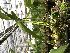  (Stanhopea jenischiana - ORDNA00616)  @11 [ ] Copyright (2019) Unspecified Atlanta Botanical Garden