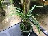  (Cymbidium erythrostylum - ORDNA00573)  @11 [ ] Copyright (2019) Unspecified Atlanta Botanical Garden