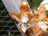  (Stanhopea costaricensis - ORDNA00603)  @11 [ ] Copyright (2019) Unspecified Atlanta Botanical Garden