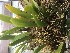  (Bulbophyllum corolliferum - ORDNA00540)  @11 [ ] Copyright (2019) Unspecified Atlanta Botanical Garden
