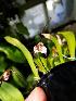  (Dracula decussata - ORDNA00177)  @11 [ ] Copyright (2019) Unspecified Atlanta Botanical Garden