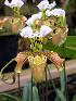  (Paphiopedilum gratrixianum - ORDNA00460)  @11 [ ] Copyright (2019) Unspecified Atlanta Botanical Garden