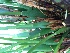  (Maxillaria tenuifolia - ORDNA00476)  @11 [ ] Copyright (2019) Unspecified Atlanta Botanical Garden