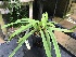  (Paphiopedilum barbigerum - ORDNA00492)  @11 [ ] Copyright (2019) Unspecified Atlanta Botanical Garden