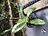  (Paphiopedilum urbanianum - ORDNA00500)  @11 [ ] Copyright (2019) Unspecified Atlanta Botanical Garden