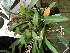  (Liparis cespitosa - ORDNA00508)  @11 [ ] Copyright (2019) Unspecified Atlanta Botanical Garden