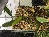  (Bulbophyllum longipetalum - ORDNA00532)  @11 [ ] Copyright (2019) Unspecified Atlanta Botanical Garden