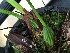  (Trigonidium egertonianum - ORDNA00475)  @11 [ ] Copyright (2019) Unspecified Atlanta Botanical Garden