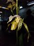  (Paphiopedilum kolopakingii - ORDNA00499)  @11 [ ] Copyright (2019) Unspecified Atlanta Botanical Garden