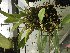  (Bulbophyllum dentiferum - ORDNA00531)  @11 [ ] Copyright (2019) Unspecified Atlanta Botanical Garden