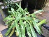  (Paphiopedilum liemianum - ORDNA00482)  @11 [ ] Copyright (2019) Unspecified Atlanta Botanical Garden
