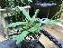  (Paphiopedilum victoria-regina - ORDNA00490)  @11 [ ] Copyright (2019) Unspecified Atlanta Botanical Garden