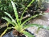  (Phragmipedium sargentianum - ORDNA00498)  @11 [ ] Copyright (2019) Unspecified Atlanta Botanical Garden