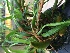  (Maxillaria variabilis - ORDNA00473)  @11 [ ] Copyright (2019) Unspecified Atlanta Botanical Garden