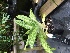  (Paphiopedilum lawrenceanum - ORDNA00481)  @11 [ ] Copyright (2019) Unspecified Atlanta Botanical Garden