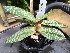  (Paphiopedilum concolor - ORDNA00489)  @11 [ ] Copyright (2019) Unspecified Atlanta Botanical Garden