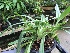  (Paphiopedilum insigne - ORDNA00464)  @11 [ ] Copyright (2019) Unspecified Atlanta Botanical Garden