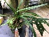  (Maxillaria crassifolia - ORDNA00472)  @11 [ ] Copyright (2019) Unspecified Atlanta Botanical Garden