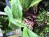 (Paphiopedilum spicerianum - ORDNA00480)  @11 [ ] Copyright (2019) Unspecified Atlanta Botanical Garden