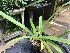 (Paphiopedilum rothschildianum - ORDNA00488)  @11 [ ] Copyright (2019) Unspecified Atlanta Botanical Garden