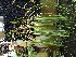  (Octomeria juncifolia - ORDNA00512)  @11 [ ] Copyright (2019) Unspecified Atlanta Botanical Garden