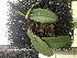  (Acianthera tikalensis - ORDNA00520)  @11 [ ] Copyright (2019) Unspecified Atlanta Botanical Garden