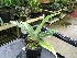  (Paphiopedilum sukhakulii - ORDNA00455)  @11 [ ] Copyright (2019) Unspecified Atlanta Botanical Garden