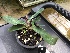  (Paphiopedilum bellatulum - ORDNA00495)  @11 [ ] Copyright (2019) Unspecified Atlanta Botanical Garden