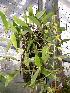  (Bulbophyllum chloranthum - ORDNA00527)  @11 [ ] Copyright (2019) Unspecified Atlanta Botanical Garden