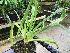  (Phragmipedium boissierianum - ORDNA00446)  @11 [ ] Copyright (2019) Unspecified Atlanta Botanical Garden