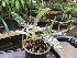  (Paphiopedilum javanicum - ORDNA00462)  @11 [ ] Copyright (2019) Unspecified Atlanta Botanical Garden