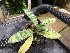  (Paphiopedilum braemii - ORDNA00486)  @11 [ ] Copyright (2019) Unspecified Atlanta Botanical Garden