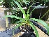  (Paphiopedilum druryi - ORDNA00494)  @11 [ ] Copyright (2019) Unspecified Atlanta Botanical Garden