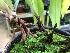  (Phragmipedium andreettae - ORDNA00445)  @11 [ ] Copyright (2019) Unspecified Atlanta Botanical Garden