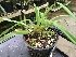  (Paphiopedilum hirsutissimum - ORDNA00453)  @11 [ ] Copyright (2019) Unspecified Atlanta Botanical Garden