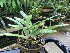  (Paphiopedilum dayanum - ORDNA00461)  @11 [ ] Copyright (2019) Unspecified Atlanta Botanical Garden