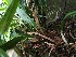  (Maxillaria endresii - ORDNA00469)  @11 [ ] Copyright (2019) Unspecified Atlanta Botanical Garden