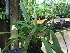  (Maxillaria shepheardii - ORDNA00477)  @11 [ ] Copyright (2019) Unspecified Atlanta Botanical Garden