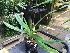  (Paphiopedilum supardii - ORDNA00485)  @11 [ ] Copyright (2019) Unspecified Atlanta Botanical Garden