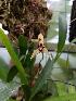 (Maxillaria marginata - ORDNA00509)  @11 [ ] Copyright (2019) Unspecified Atlanta Botanical Garden