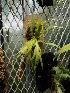  (Oberonia anthropophora - ORDNA00517)  @11 [ ] Copyright (2019) Unspecified Atlanta Botanical Garden