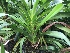  (Jumellea arachnantha - ORDNA00413)  @11 [ ] Copyright (2019) Unspecified Atlanta Botanical Garden