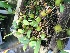  (Bulbophyllum lasiochilum - ORDNA00364)  @11 [ ] Copyright (2019) Unspecified Atlanta Botanical Garden