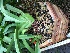  (Angraecum longicalcar - ORDNA00420)  @11 [ ] Copyright (2019) Unspecified Atlanta Botanical Garden