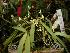  (Ascochilopsis myosurus - ORDNA00436)  @11 [ ] Copyright (2019) Unspecified Atlanta Botanical Garden